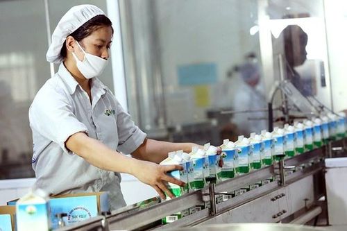 'Sức khỏe' Mộc Châu Milk ra sao trước thềm cổ phiếu 'chuyển nhà mới'?