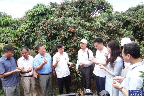 Hải Dương khởi động Chương trình vải thiều Thanh Hà gắn với các tour du lịch