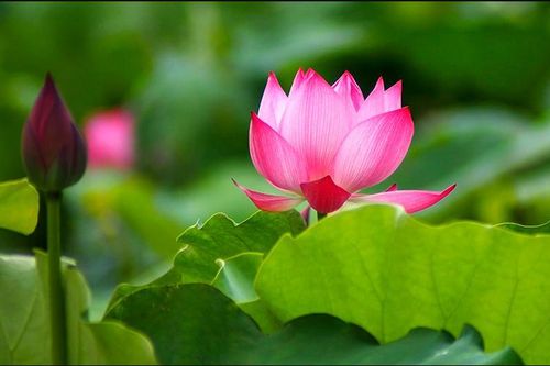 Năm pháp lành hỗ trợ cho sự giữ Giới
