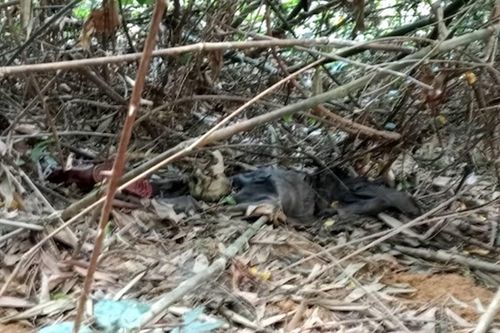 Phát hiện thi thể nghi của kẻ giết người tình rồi bỏ trốn vào rừng sâu