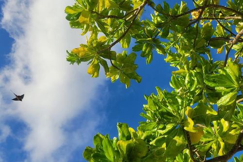 Sức sống xanh ở Trường Sa