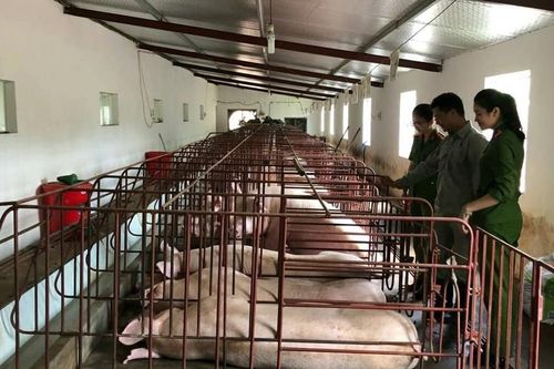 Quảng Ninh xử lý nghiêm hành vi làm lây lan dịch bệnh động vật