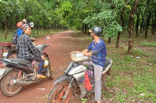 Nấm mối vào mùa