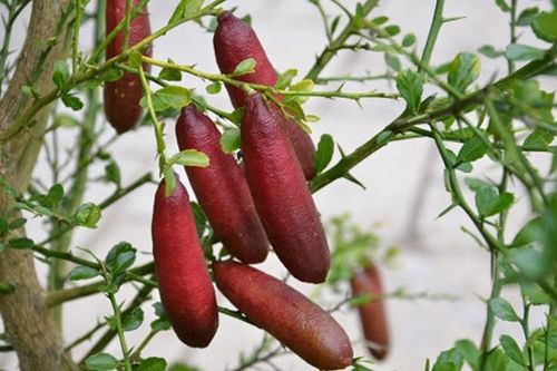 Giống chanh đắt nhất thế giới, 7 triệu đồng/kg có gì đặc biệt?