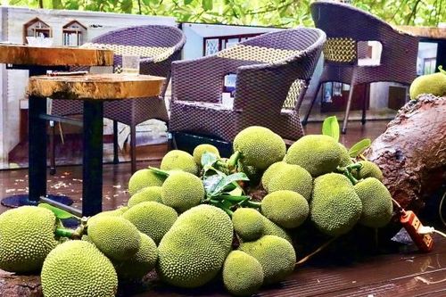 Không gian quán cà phê độc lạ ở Tuyên Quang có cây mít sai trĩu quả
