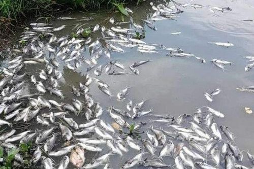 Hàng tấn cá chết bất thường trên sông Vàm Cỏ Đông (Tây Ninh): Vì chất lượng nước thay đổi đột ngột