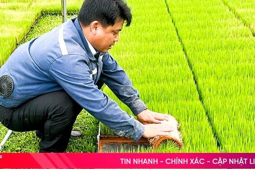 Sản xuất lúa hè thu ở Đức Thọ: 'Sớm ngày nào hay ngày đó'