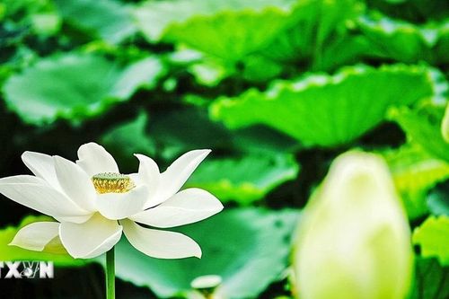 Ngắm vẻ đẹp tinh khiết của hoa sen Tây Hồ nở sớm