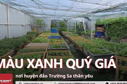Những vườn rau quý giá nơi đầu sóng ngọn gió Trường Sa