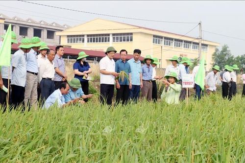 Triển vọng từ giống lúa TBR 87