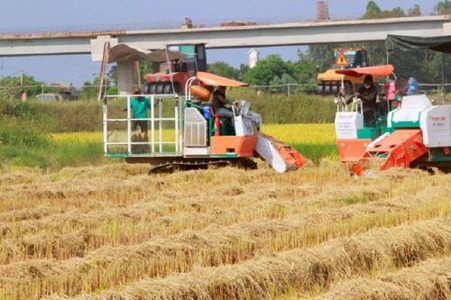 Nông dân kiếm hàng trăm triệu từ thứ vứt bỏ đầy đồng