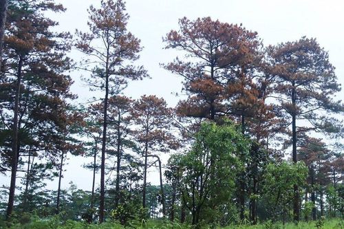 Lâm Đồng: Điều tra vụ đầu độc 52 cây thông ba lá