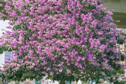 Món ăn từ hoa bằng lăng tím có độc không?