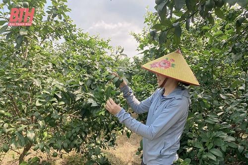 Lạm dụng phân bón hóa học: Lợi bất cập hại