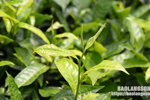Những sản phẩm du lịch độc đáo vùng đồi chè Đình Lập