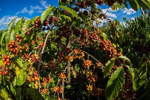 Phân bón Văn Điển: Mang hiệu quả vượt trội cho cây cà phê Tây Nguyên