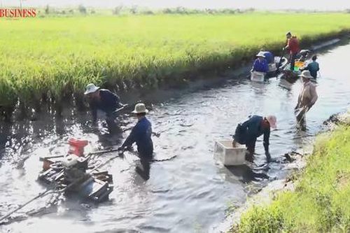 'Con tôm ôm cây lúa' và những mô hình giúp nông dân Kiên Giang làm giàu, không còn lo bão hạn mặn