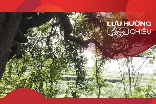 Bóng duối xưa