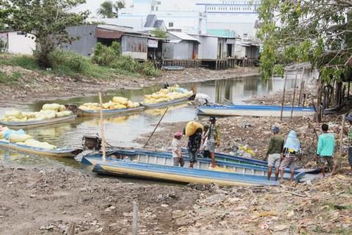 Thương lái nợ tiền, nông dân 'khóc ròng'