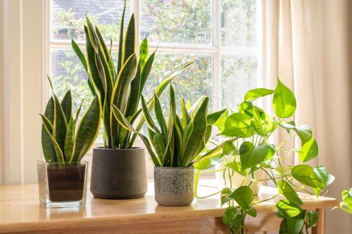 Cách trồng cây lưỡi hổ bằng lá cực kỳ đơn giản