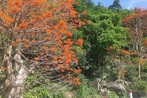 Ý nghĩa phong thủy tuyệt vời của cây ngô đồng (1)