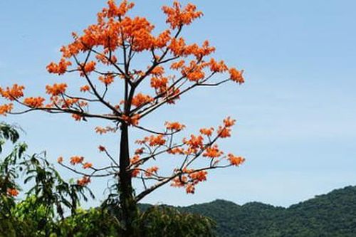 Cây ngô đồng có giá trị và ý nghĩa phong thủy, nhưng đây là lý do không nên trồng ngô đồng trong vườn nhà (2)
