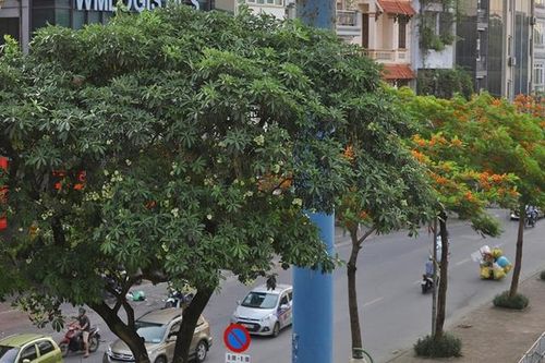 Hoa sữa ở Hà Nội nở vào giữa hè có bất thường?