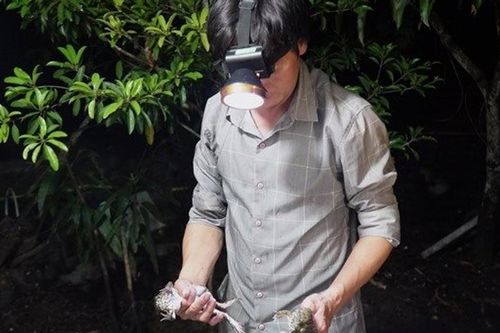 Mùa bắt ếch đồng ở miền Tây