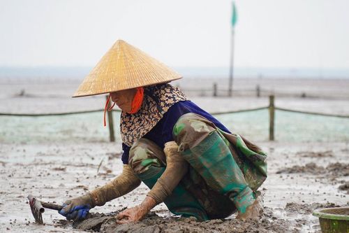 Cào ngao ở vùng bãi triều