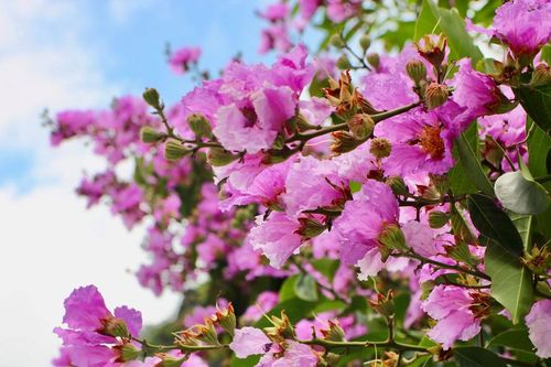 Hạ Long đẹp mơ màng trong sắc tím hoa bằng lăng