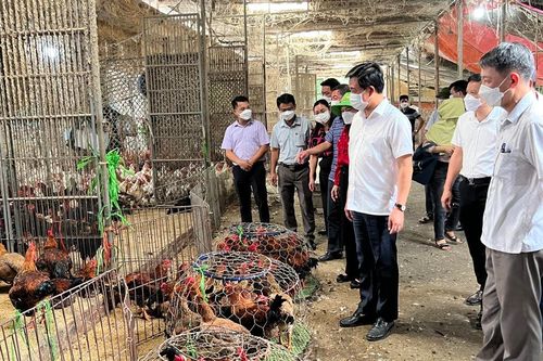 Tăng cường đảm bảo vệ sinh môi trường tại chợ đầu mối gia cầm Hà Vĩ