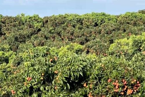 Bắc Giang đã tiêu thụ được hơn 11.400 tấn vải thiều