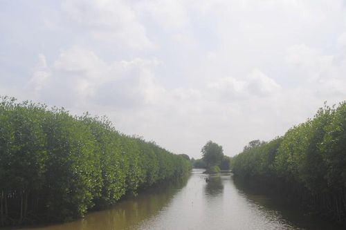 Cà Mau: Phát hiện vi phạm tại Công ty lâm nghiệp Ngọc Hiển