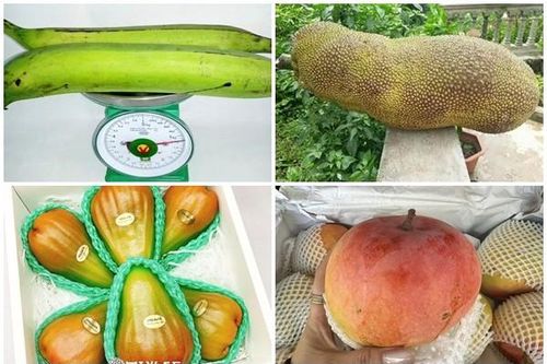 5 loại quả khổng lồ 'làm mưa làm gió' thị trường Việt