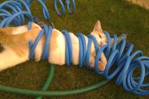Quàng thượng làm báo thủ khiến con sen nhớ đời