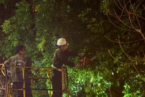 Xuyên đêm cắt tỉa hàng cây xà cừ trăm tuổi trên đường Láng