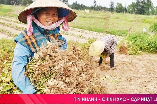 Được mùa lạc xuân ở Lộc Hà