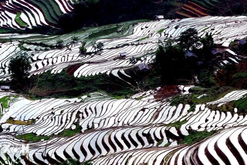 Khung cảnh thơ mộng ruộng bậc thang mùa nước đổ ở Xím Vàng