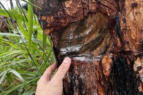Lâm Đồng: Khẩn trương xử lý vụ đầu độc rừng thông tại huyện Bảo Lâm