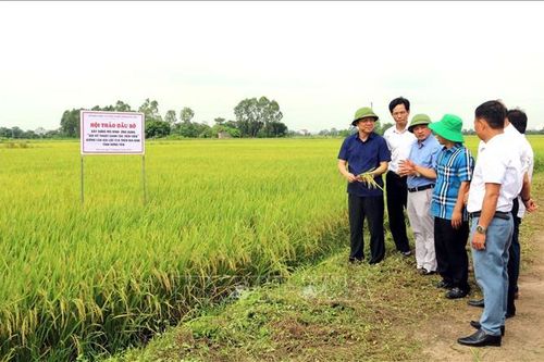 Ứng dụng kỹ thuật canh tác tiên tiến trong sản xuất lúa