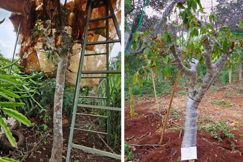 Triệt phá nhóm đối tượng trộm cắp cây cảnh tại Đắk Lắk