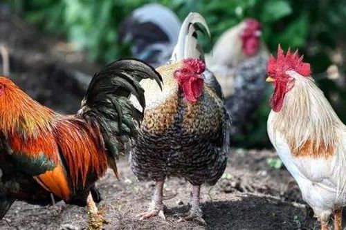 100 con gà hoang xuất hiện làm cả làng 'mất ăn mất ngủ'