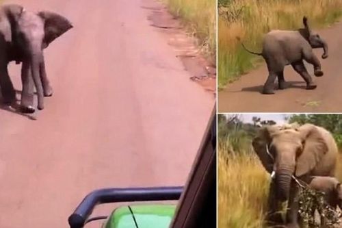Clip: Voi con nghĩ mình đã lớn ra 'dằn mặt' đoàn khách du lịch và cái kết đáng yêu đến không ngờ