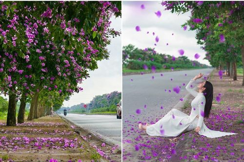Chiêm ngưỡng vẻ đẹp của hàng cây bằng lăng đẹp nhất Thái Bình