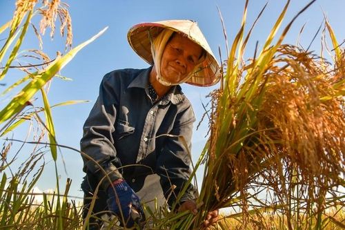 Nông nghiệp Đồng bằng sông Cửu Long mang lại cơ hội trị giá 6,8 tỷ USD cho bảo hiểm chỉ số
