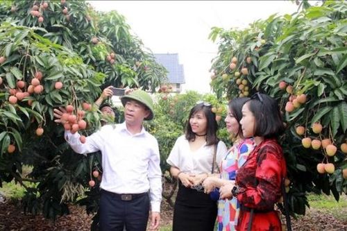 Tiêu thụ nông sản gắn với du lịch: Thêm lợi ích kép