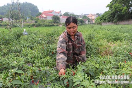 Chi Lăng: Mùa ớt 'đắng'