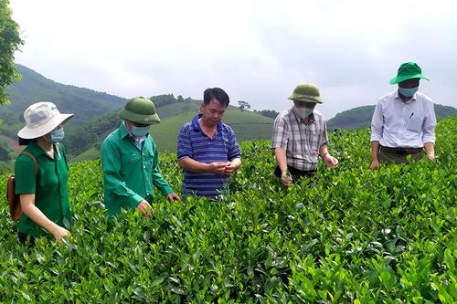Chú trọng sản xuất chè an toàn