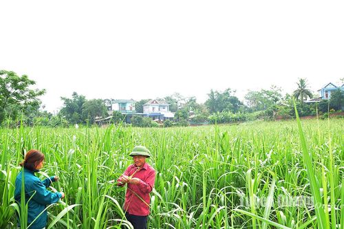 Cơ cấu lại vùng nguyên liệu mía