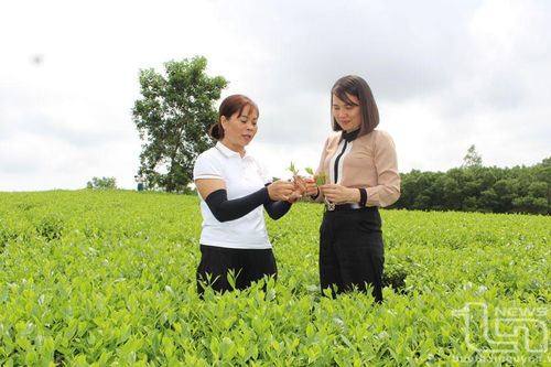 Nữ giám đốc và khát vọng đưa thương hiệu chè vươn xa